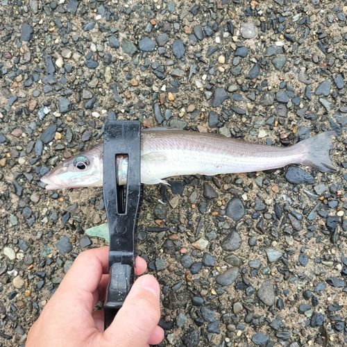 キスの釣果