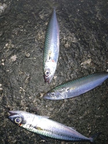 サバの釣果