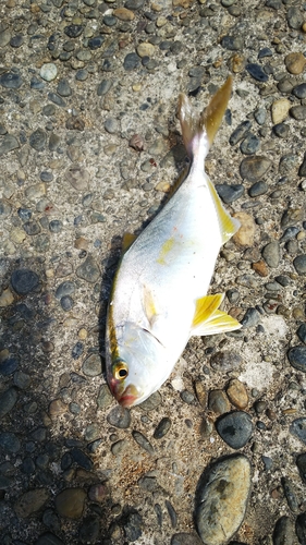 ショゴの釣果