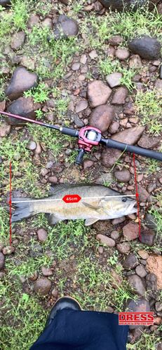 ラージマウスバスの釣果