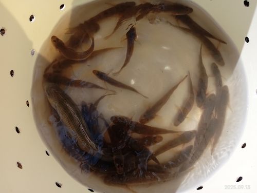 涸沼