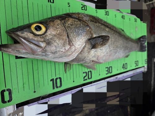 スズキの釣果