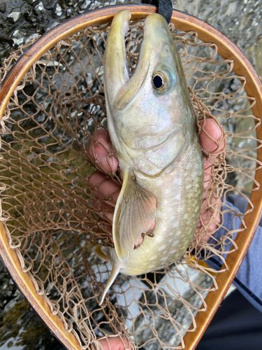 ニジマスの釣果