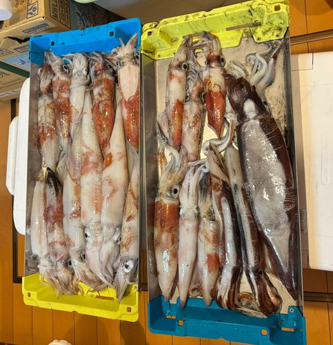 ケンサキイカの釣果