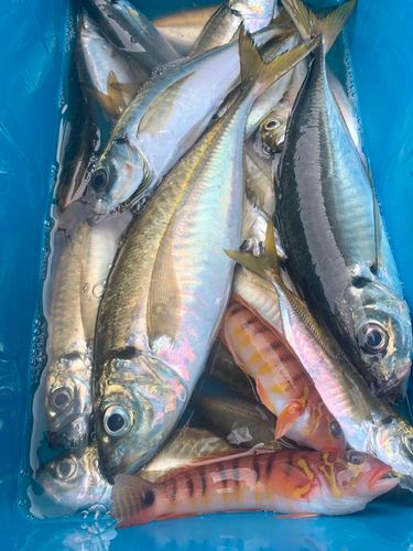 マアジの釣果