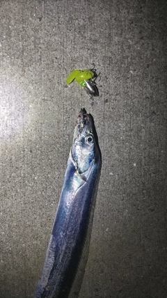 タチウオの釣果