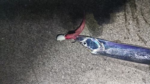タチウオの釣果
