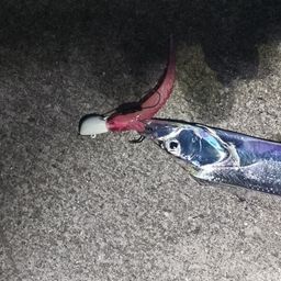 タチウオ