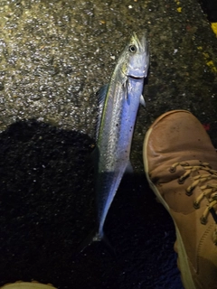 サゴシの釣果