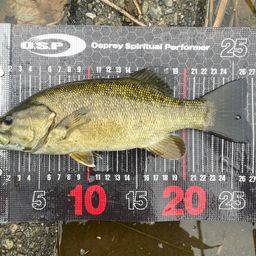 スモールマウスバス