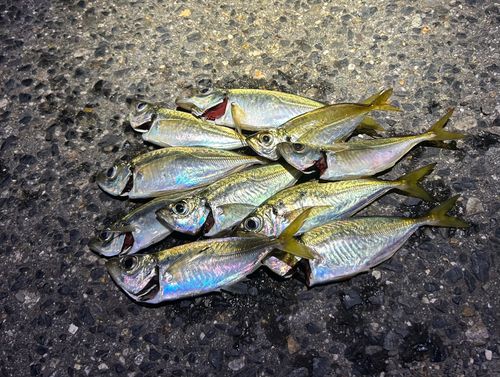 アジの釣果