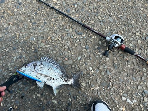 キビレの釣果