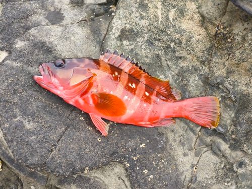 アカハタの釣果