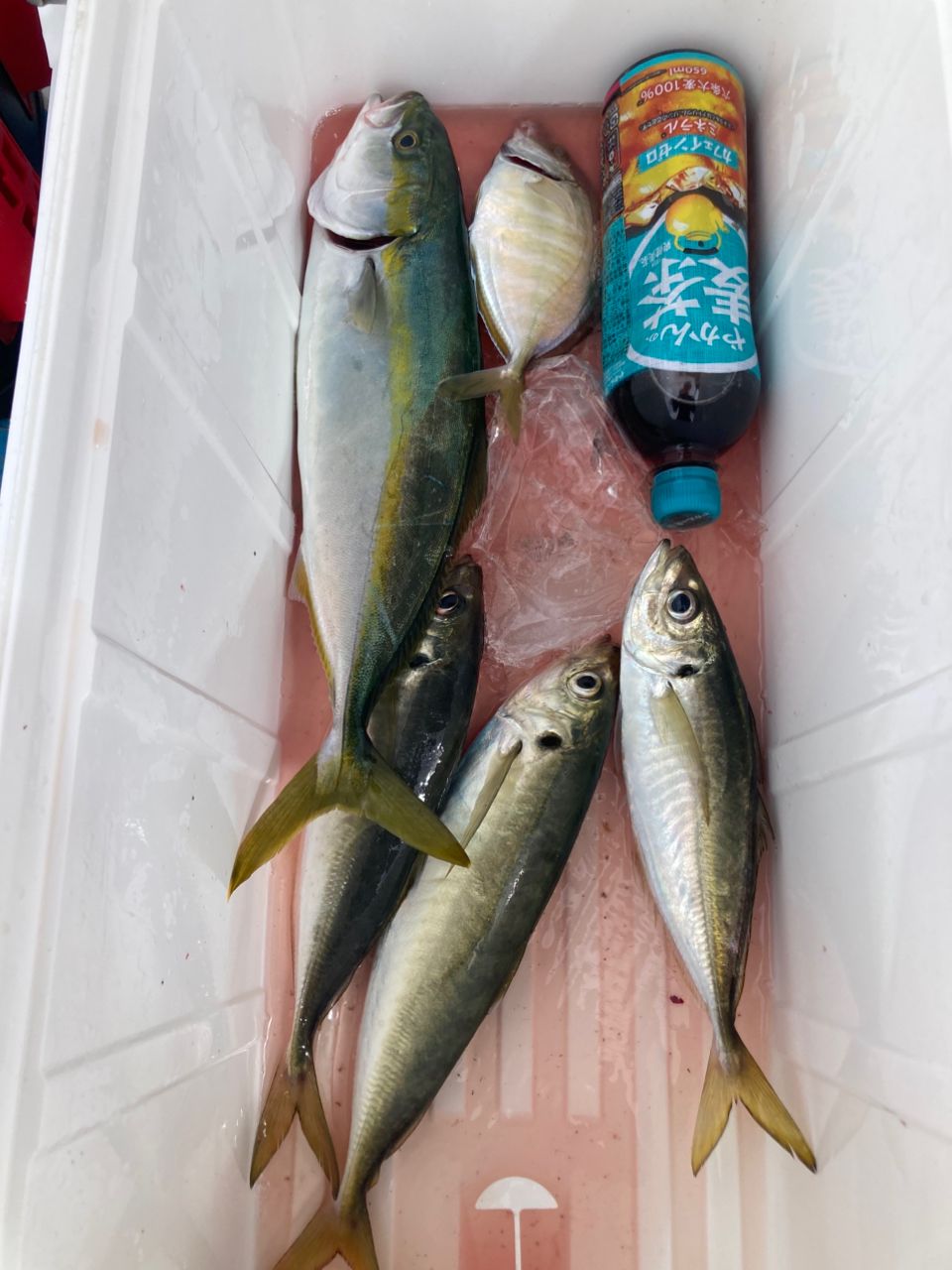 ライト君の晩御飯さんの釣果 1枚目の画像