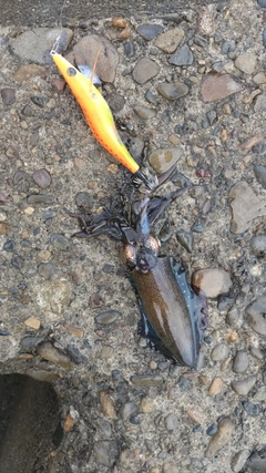 アオリイカの釣果