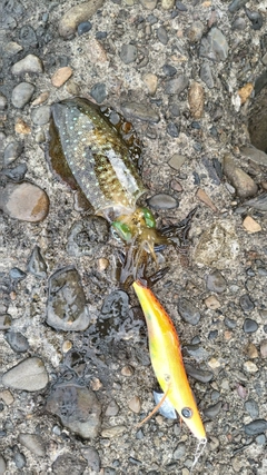 アオリイカの釣果
