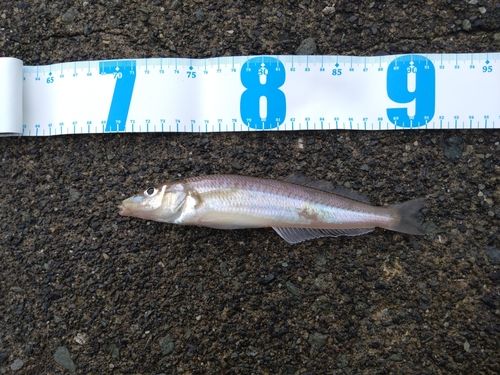 キスの釣果