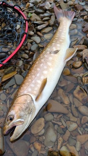 アメマスの釣果