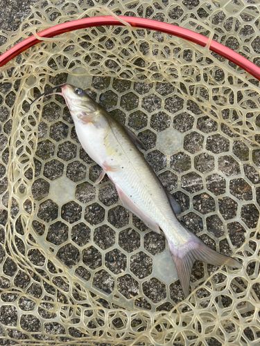 アメリカナマズの釣果