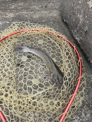 アメリカナマズの釣果