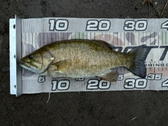 スモールマウスバスの釣果