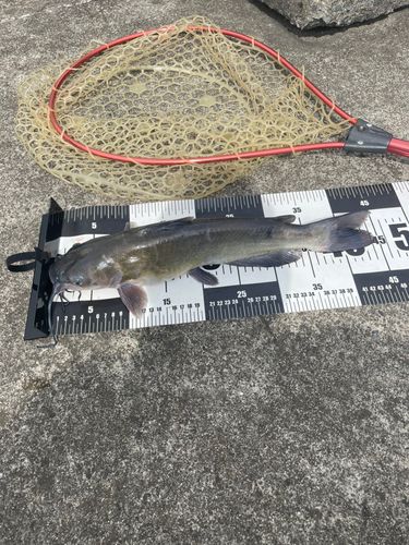 アメリカナマズの釣果