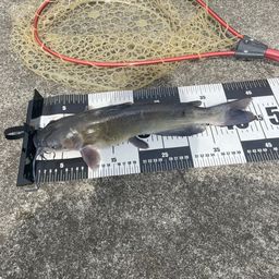 アメリカナマズ