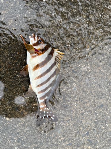 タカノハダイの釣果