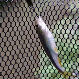 カワムツ