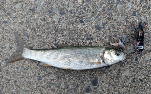 ウグイの釣果