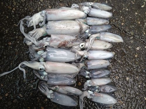 アオリイカの釣果