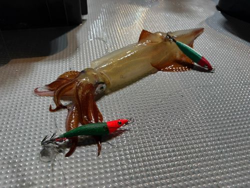 ケンサキイカの釣果