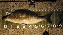 タマンの釣果