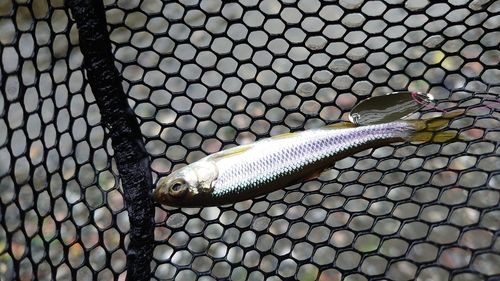 カワムツの釣果