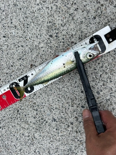 サバの釣果