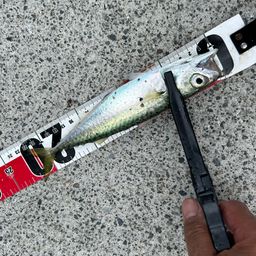 サバ