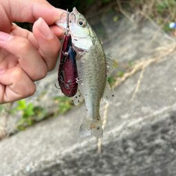 ブラックバス