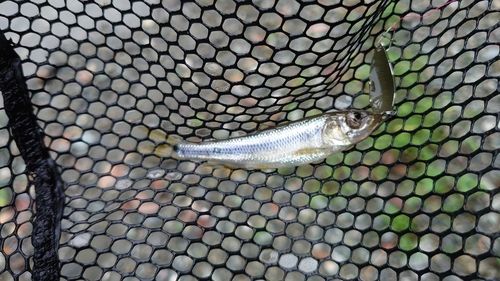 カワムツの釣果