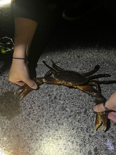 ノコギリガザミの釣果
