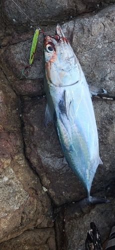 ヒラソウダの釣果