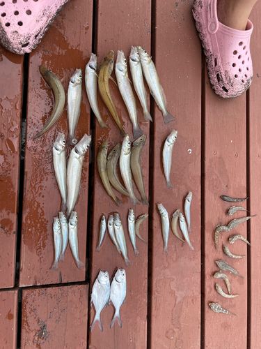 シロギスの釣果