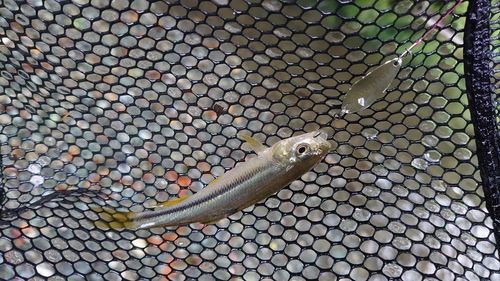 カワムツの釣果