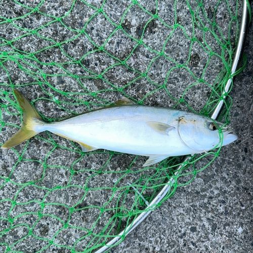 ブリの釣果