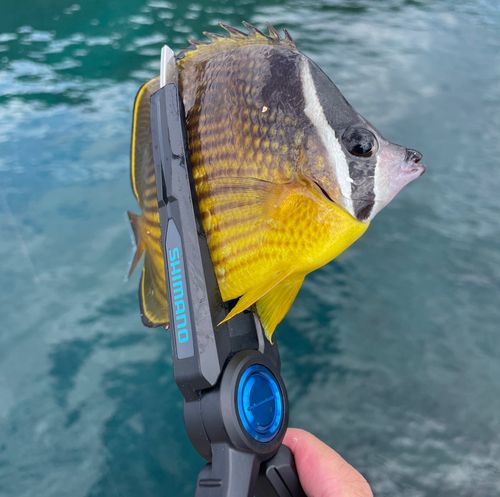 チョウチョウウオの釣果