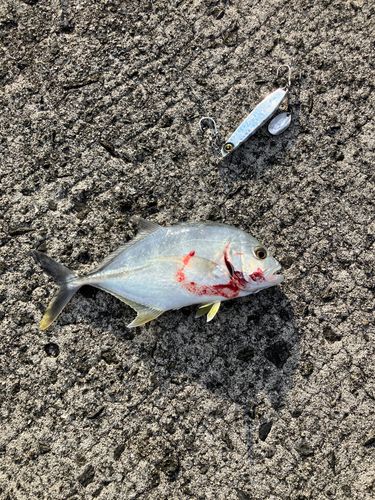 メッキの釣果