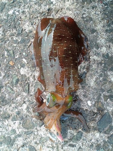 アオリイカの釣果