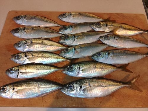 アジの釣果
