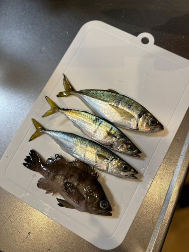 シロメバルの釣果