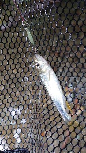 カワムツの釣果