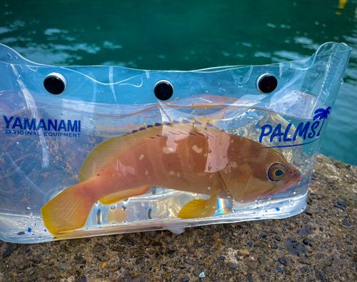 アカハタの釣果